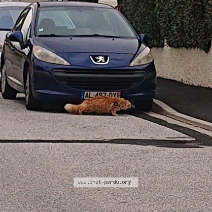 Foto 1/1 Gato encontrado Encontrado en Le soler