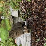 Foto de gato encontrado en Pace