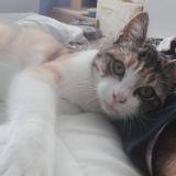 Foto del gato perdido en Villemur Sur Tarn