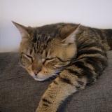 Foto del gato perdido en Saint Martin Du Puy