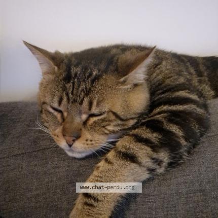 Foto 1/1 Onyx Chat perdido en Saint martin du puy