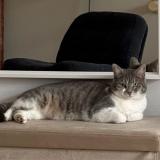 Foto del gato perdido en Migne Auxances