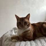 Foto del gato perdido en Gasny