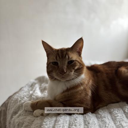 Foto 1/1 Simba Chat perdido en Gasny