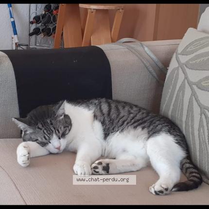 Foto 1/1 Billy Chat perdido en Deols