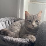 Foto del gato perdido en Anse