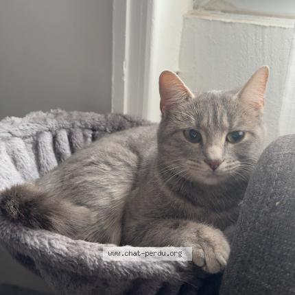 Foto 1/1 Pera Chat perdido en Anse