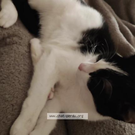 Foto 1/1 Calie Chat perdido en Saint michel