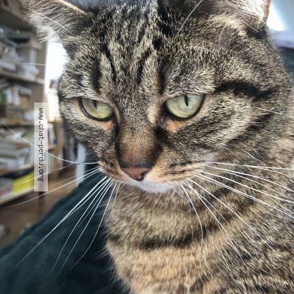 Foto 1/1 Gato encontrado Perdido en Paris