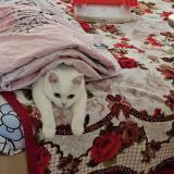 Foto del gato perdido en Oostende