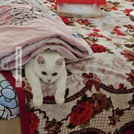 Foto 1/1 Mia Chat perdido en Oostende