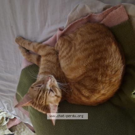 Foto 1/1 Gato encontrado Encontrado en Valserhone