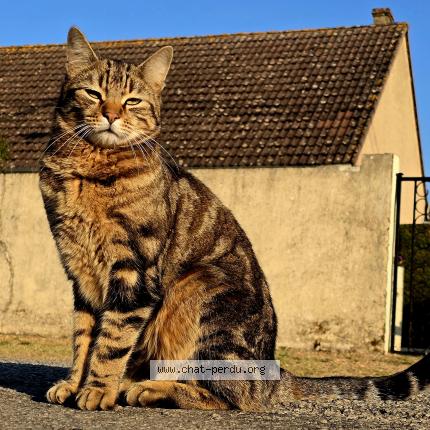 Foto 1/1 Chester Chat perdido en Marcheville