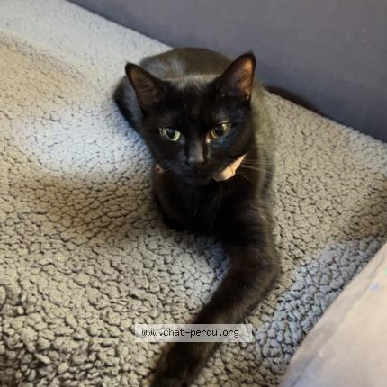 Foto 3/3 Moon Chat perdido en Paris