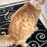 Foto del gato perdido en Tucson