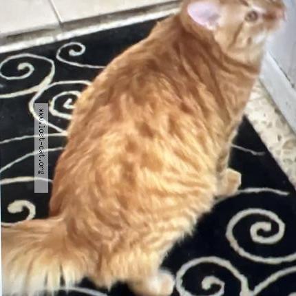 Foto 1/1 Boyboy Chat perdido en Tucson