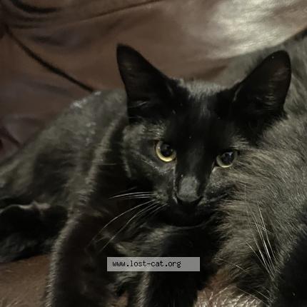 Foto 1/1 kiesha kiki Chat perdido en Englewood