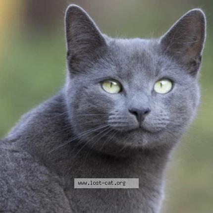 Foto 1/1 Gato encontrado Encontrado en Etobicoke