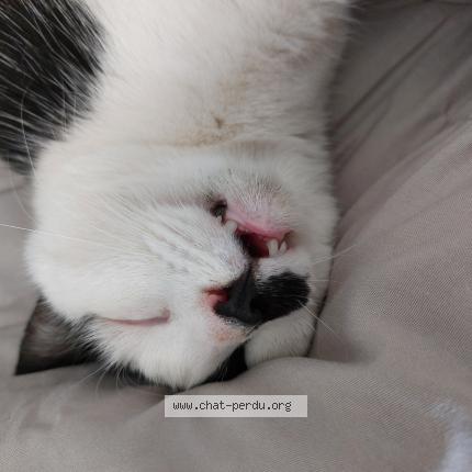 Foto 1/1 Kiki Chat perdido en Rives de l yon