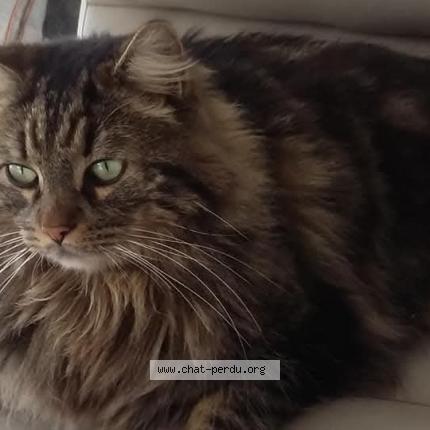 Foto 1/1 Bounty Chat perdido en Avon