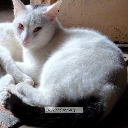 Foto 1/1 Gems Chat perdido en Pune