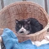 Foto de gato encontrado en Bourges