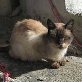 Foto de gato encontrado en Bastia