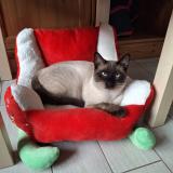 Foto del gato perdido en Nesle