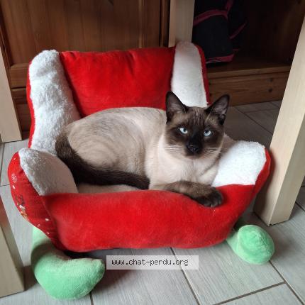 Foto 1/1 Cosmos Chat perdido en Nesle