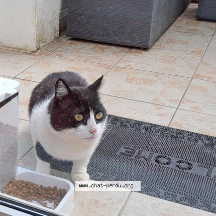 Foto 1/1 CAPUCIN Chat perdido en St vallier de thiey