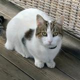 Foto del gato perdido en Le Teich