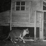 Foto de gato encontrado en Laroquebrou