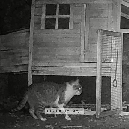 Foto 1/2 Gato encontrado Encontrado en Laroquebrou