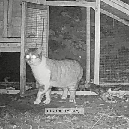 Foto 2/2 Gato encontrado Encontrado en Laroquebrou