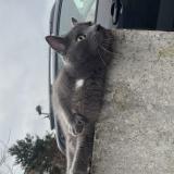 Foto de gato encontrado en La Madeleine