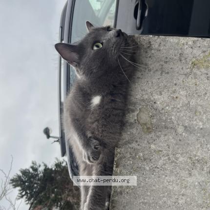 Foto 1/1 Gato encontrado Encontrado en La madeleine