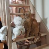 Foto del gato perdido en Le Lioran