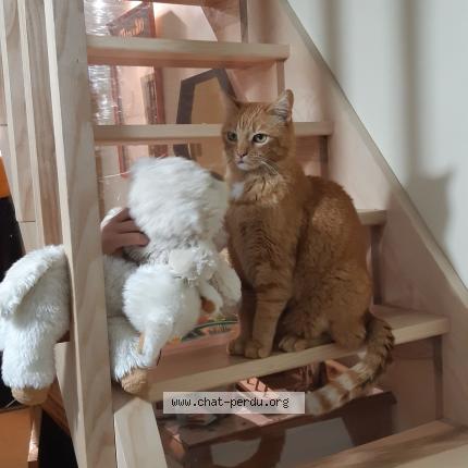 Foto 1/1 Rocky Chat perdido en Le lioran