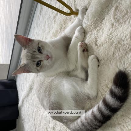 Foto 1/1 Mia Chat perdido en Pont de l isere