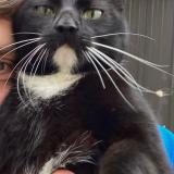 Foto del gato perdido en Medreac