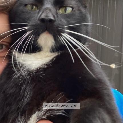 Foto 1/1 Bmabou Chat perdido en Medreac