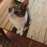 Foto del gato perdido en Hyeres