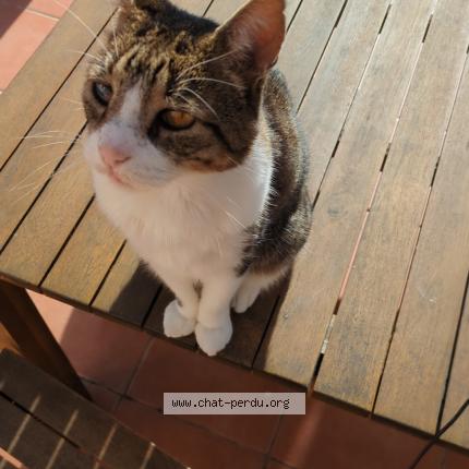 Foto 1/1 Kaya Chat perdido en Hyeres