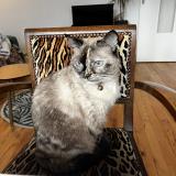 Foto del gato perdido en La Rochelle