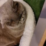 Foto del gato perdido en Arlon