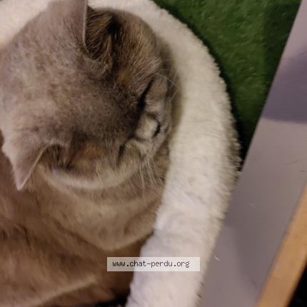 Foto 1/1 Pimousse Chat perdido en Arlon