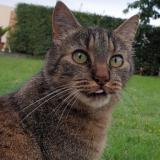 Foto del gato perdido en Rives Du Loir En Anjou