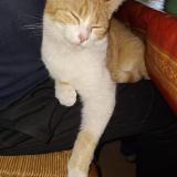 Foto del gato perdido en Arnac La Poste