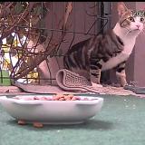 Foto de gato encontrado en Bagneux