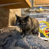 Foto de gato encontrado en Vuadens